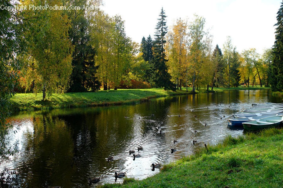 Conifer, Fir, Plant, Tree, Forest, Vegetation, Outdoors