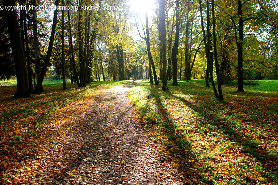 Dirt Road, Gravel, Road, Path, Walkway, Forest, Vegetation
