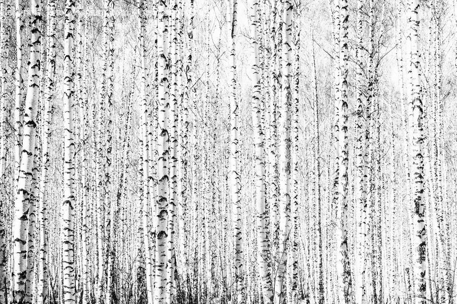 Birch, Tree, Wood