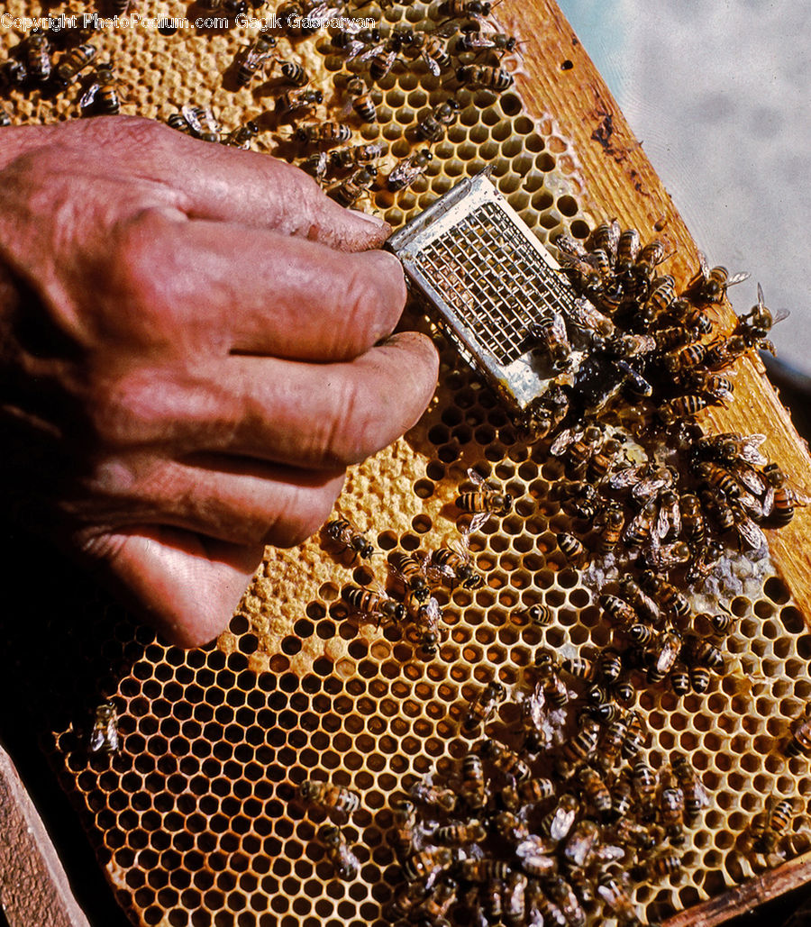 Apiary