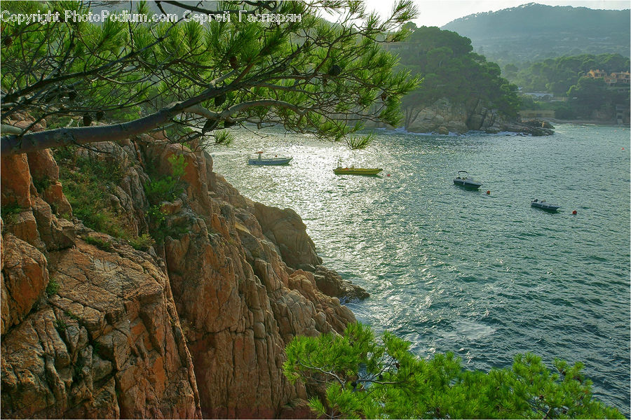 Cliff, Outdoors, Fern, Plant, Conifer, Fir, Tree