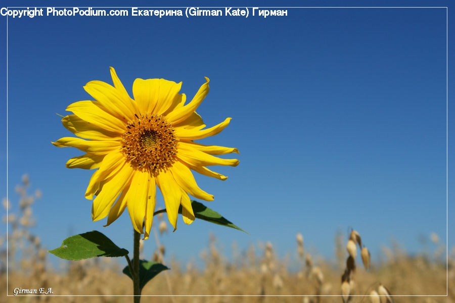 Blossom, Flora, Flower, Plant, Sunflower, Daisies, Daisy