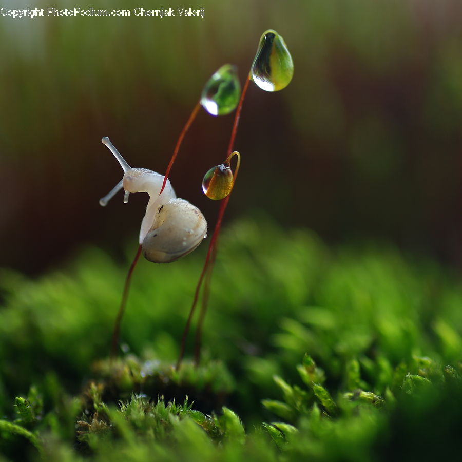 Moss, Plant, Blossom, Flora, Flower, Beverage, Drink