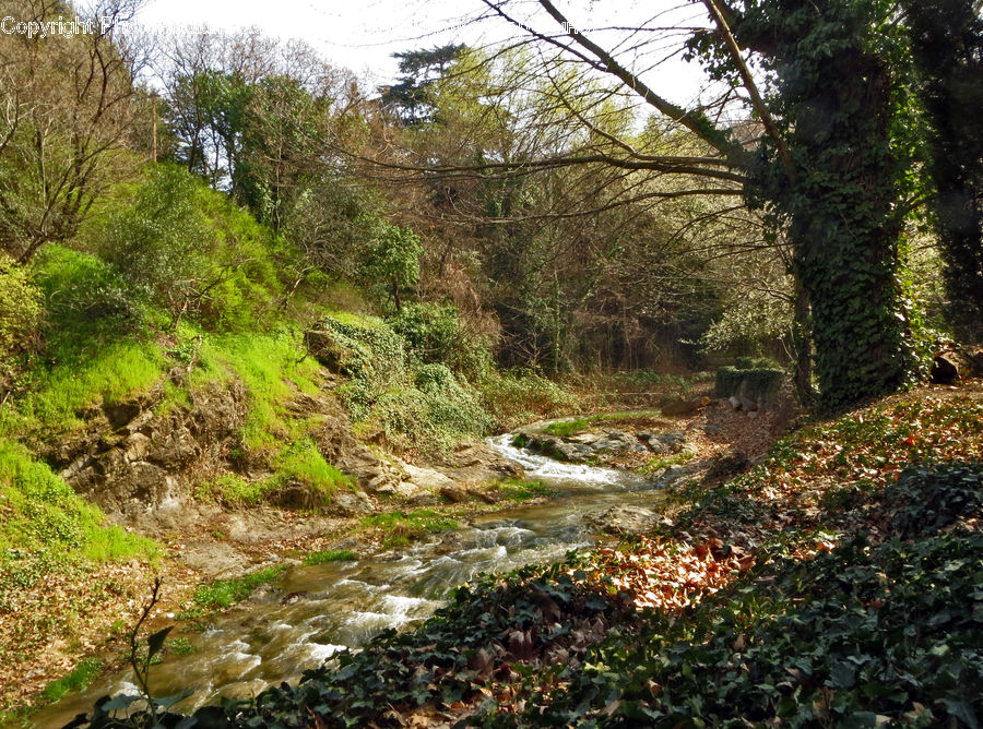 Creek, Outdoors, River, Water, Forest, Jungle, Rainforest