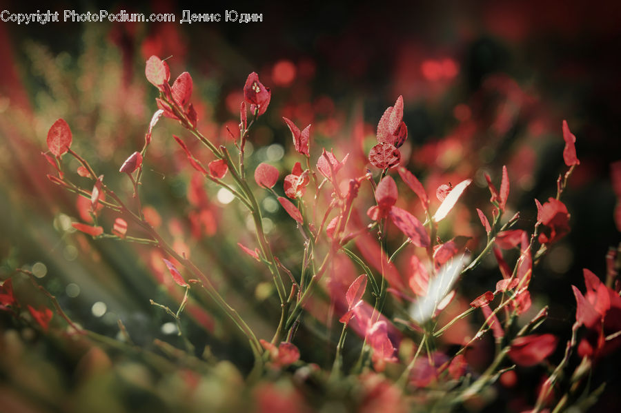 Blossom, Flora, Flower, Geranium, Plant, Field, Grass