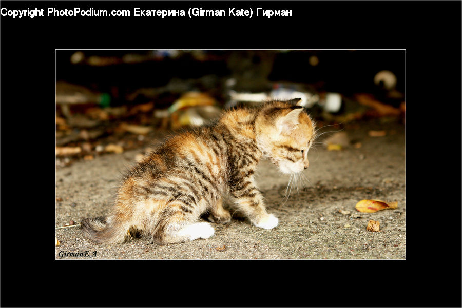 Ball, Sphere, Animal, Cat, Mammal, Pet, Kitten