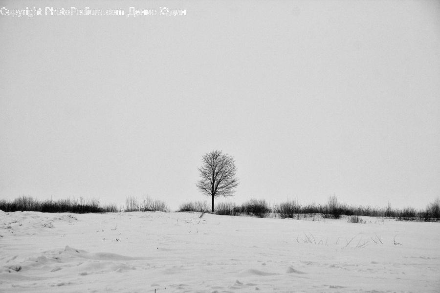 Plant, Tree, Ice, Outdoors, Snow, Oak, Wood