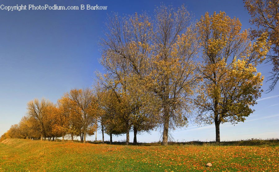 Field, Grass, Grassland, Land, Outdoors, Meadow, Pasture