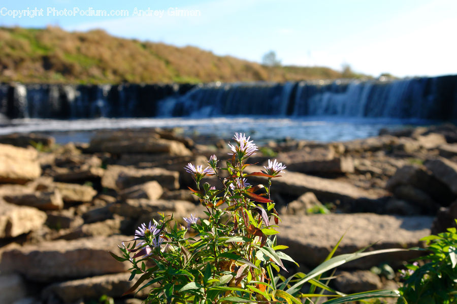 Aster, Blossom, Flower, Plant, Potted Plant, Flora, Creek