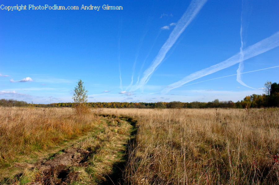 Field, Grass, Grassland, Land, Outdoors, Plant, Grain