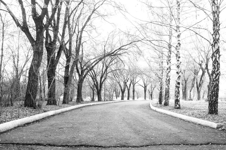Road, Path, Trail, Plant, Tree, Forest, Grove