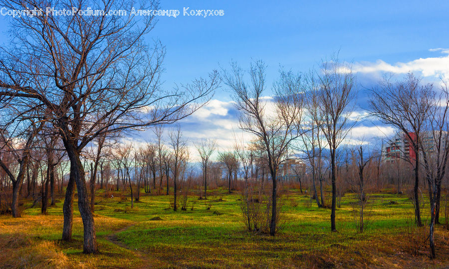 Field, Grass, Grassland, Land, Outdoors, Birch, Tree