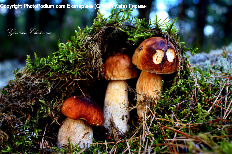 Agaric, Amanita, Fungus, Mushroom, Plant, Moss, Herbal