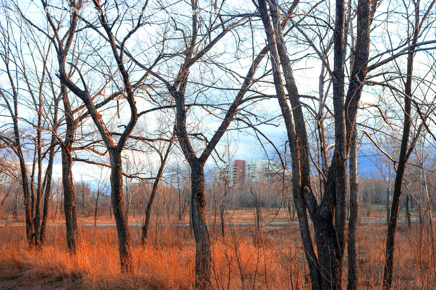 Birch, Tree, Wood, Forest, Vegetation, Nature, Outdoors