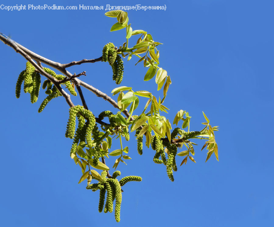 Conifer, Fir, Plant, Tree, Fern, Blossom, Flora