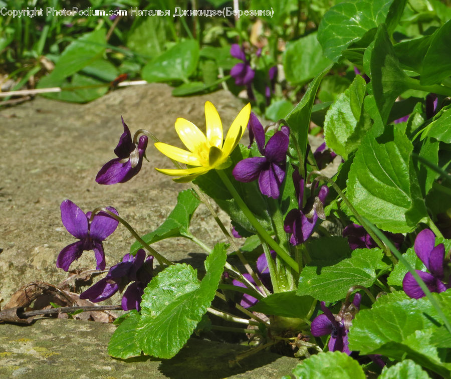 Blossom, Crocus, Flora, Flower, Plant, Violet, Foxglove