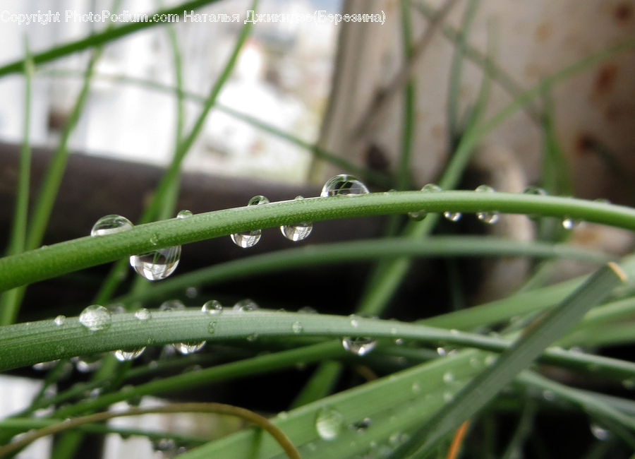 Field, Grass, Grassland, Plant, Droplet, Conifer, Fir