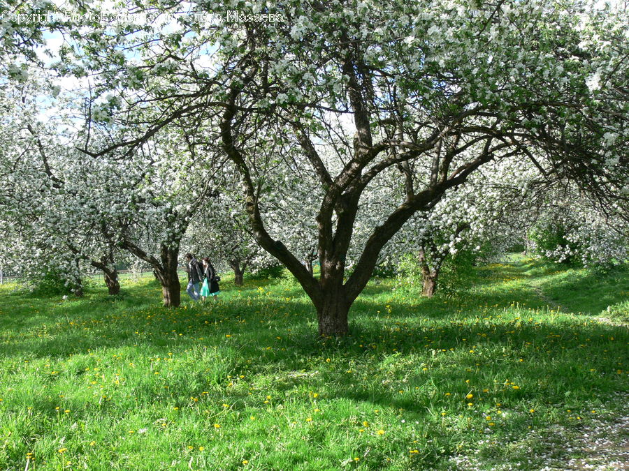 Oak, Tree, Wood, Blossom, Cherry Blossom, Flower, Plant