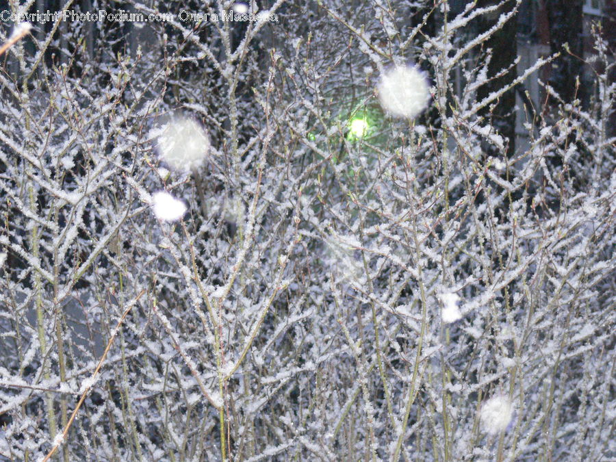 Field, Grass, Grassland, Plant