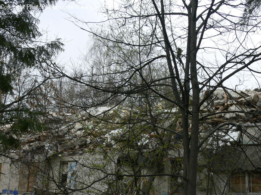 Forest, Vegetation, Plant, Tree, Conifer, Fir, Blossom