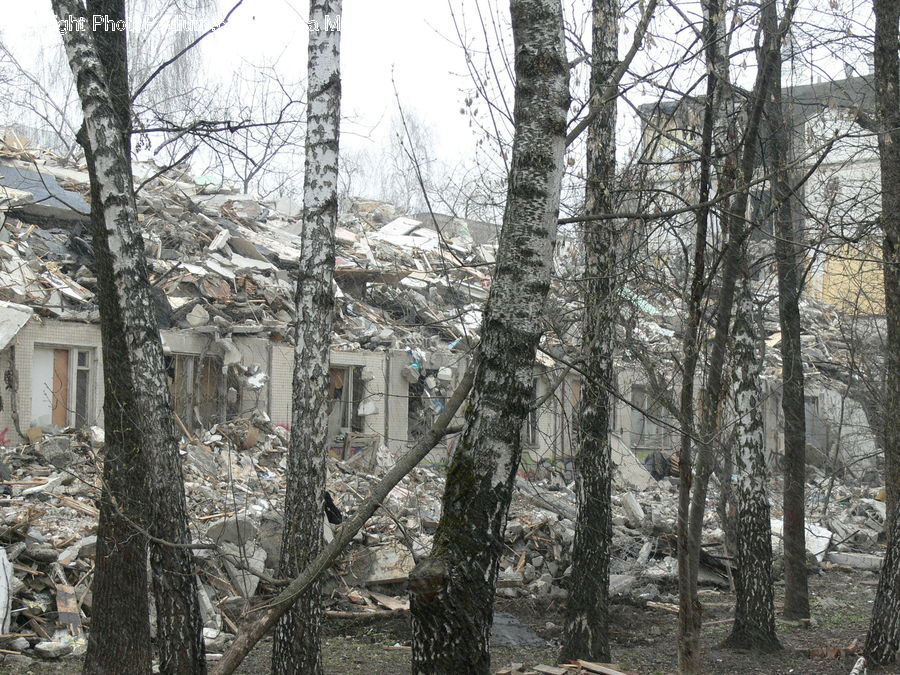Forest, Vegetation, Grove, Land, Birch, Tree, Wood
