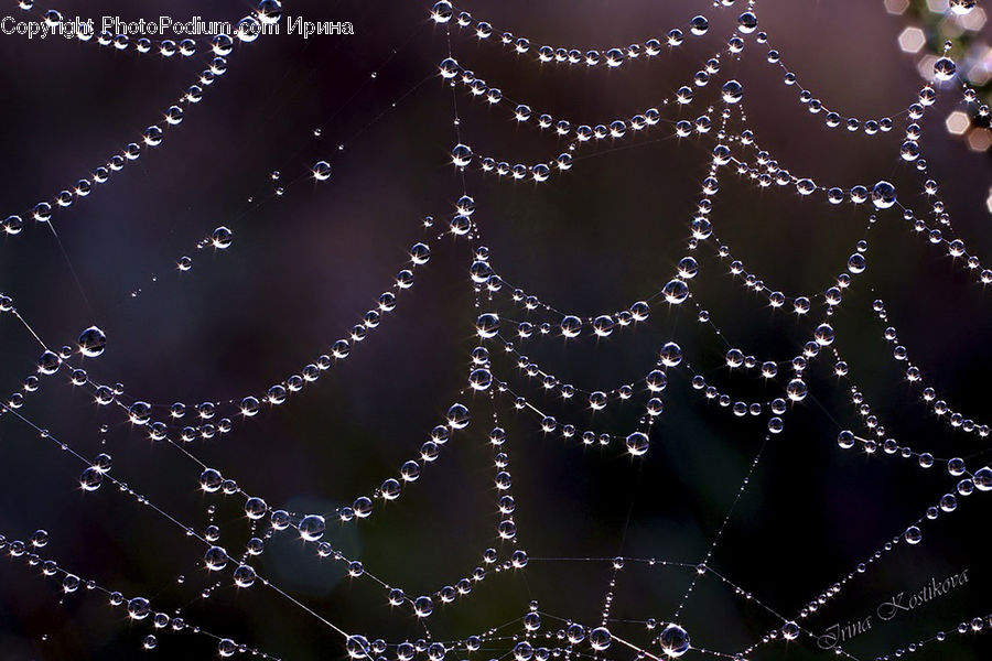 Insect, Spider Web, Arachnid, Garden Spider, Invertebrate, Spider