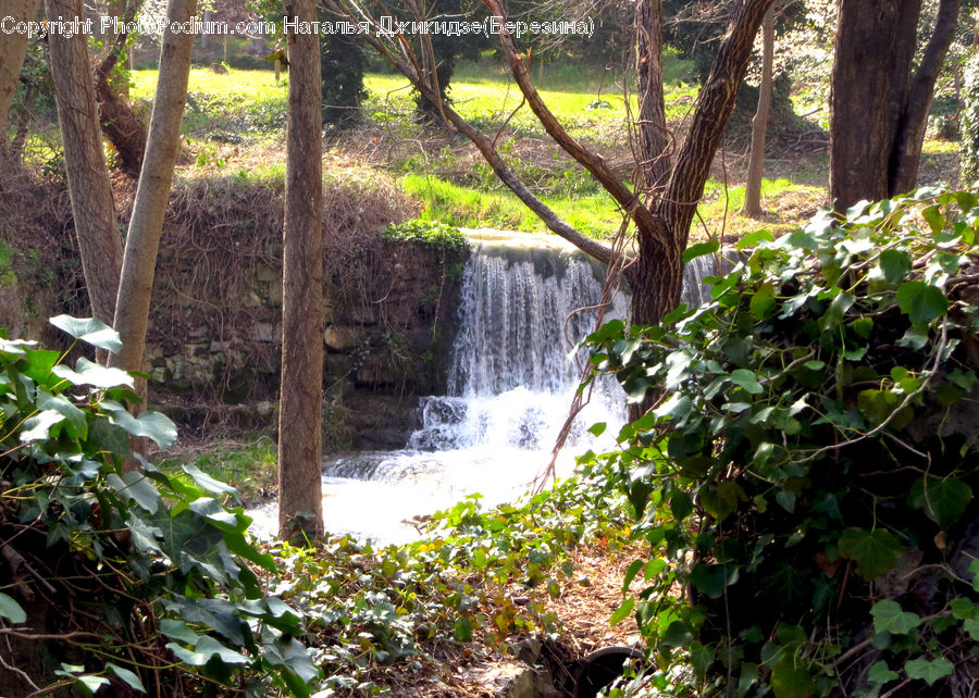 Ivy, Plant, Vine, Forest, Jungle, Rainforest, Vegetation