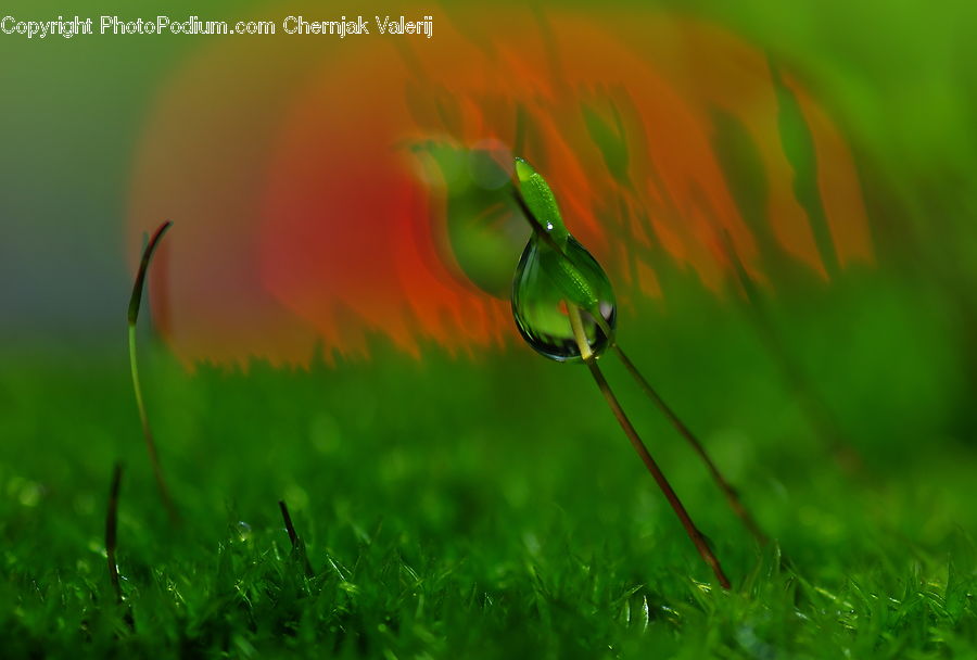 Moss, Plant, Field, Grass, Grassland, Blossom, Flora