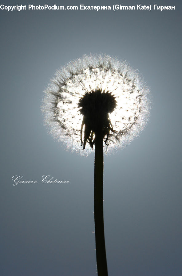 Dandelion, Flower, Plant, Lamp Post, Pole, Silhouette, Tree