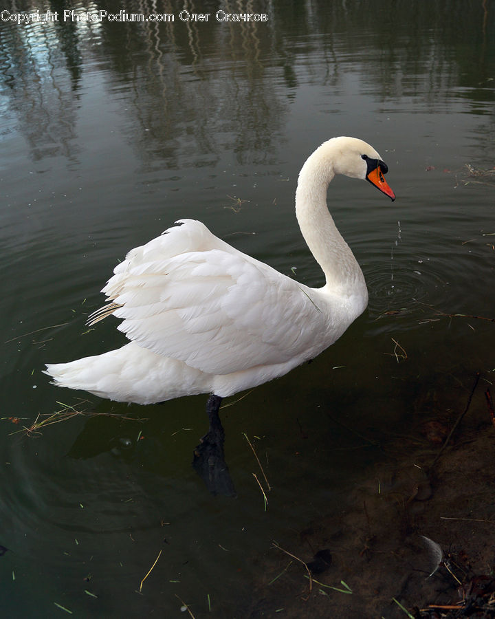 Bird, Swan, Waterfowl, Beak, Black Swan, Goose, Soil