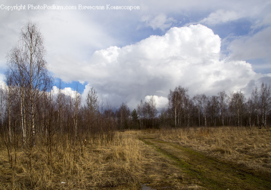 Field, Grass, Grassland, Land, Outdoors, Plant, Dirt Road