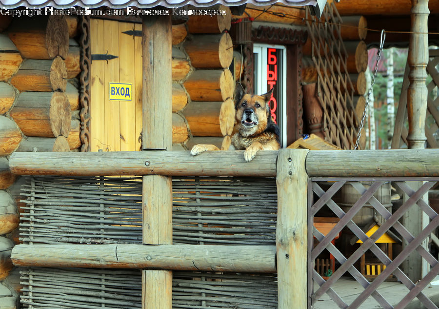 Box, Crate, Animal, Canine, Dog, Mammal, Pet