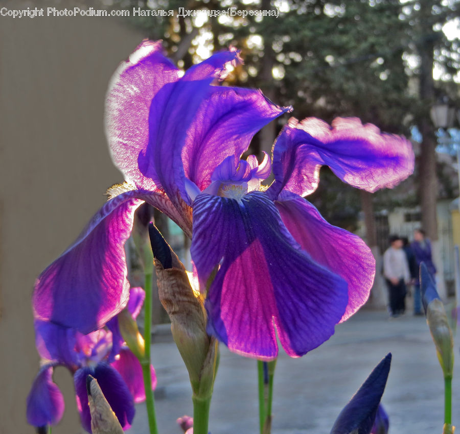 People, Person, Human, Flora, Flower, Gladiolus, Plant