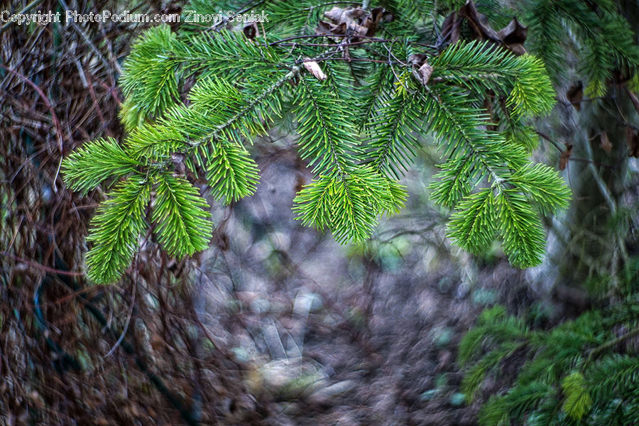 Conifer, Fir, Plant, Tree, Fern, Forest, Jungle