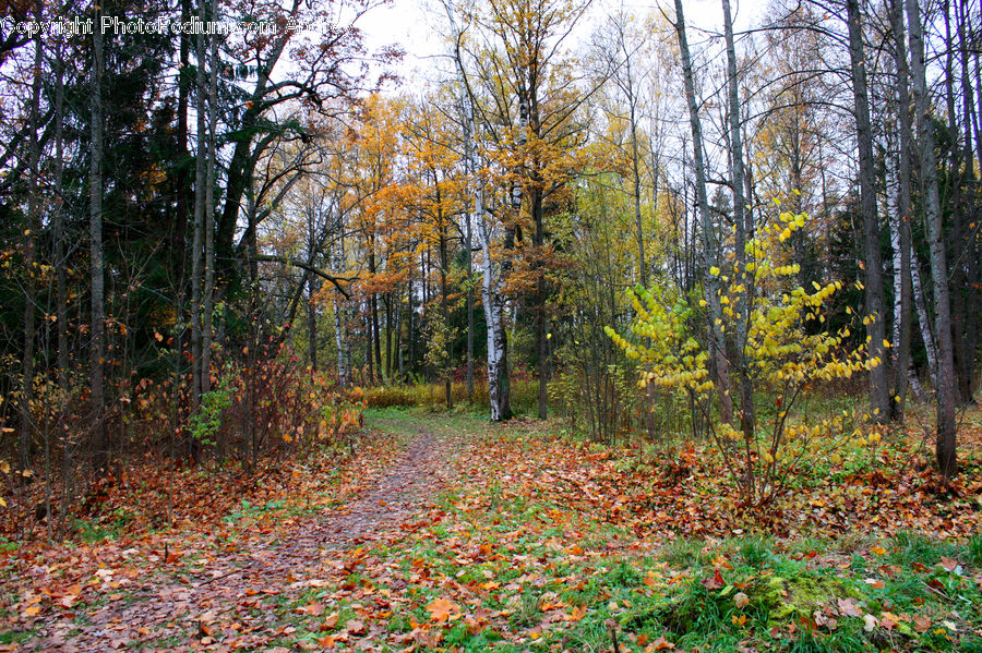 Forest, Grove, Land, Vegetation, Dirt Road, Gravel, Road
