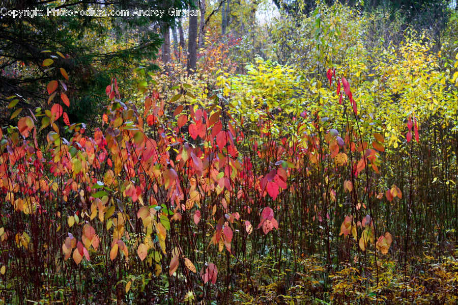 Blossom, Flora, Flower, Plant, Bush, Vegetation, Forest