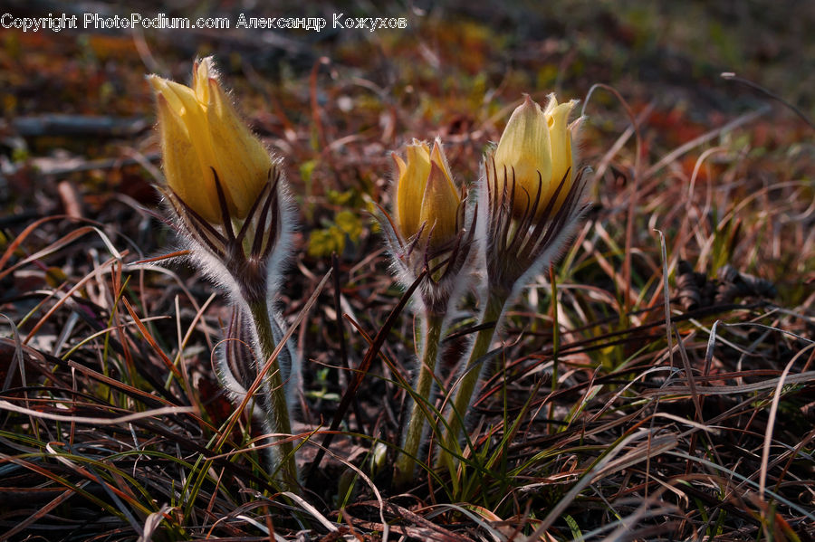 Blossom, Crocus, Flora, Flower, Plant, Treasure Flower, Field