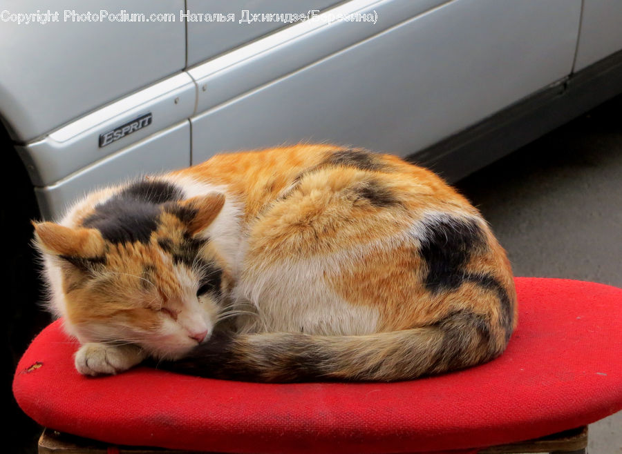 Eating, Animal, Cat, Mammal, Manx, Pet