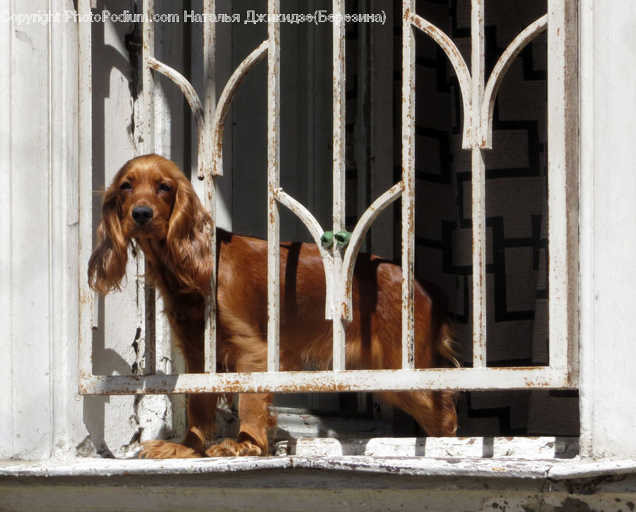 Animal, Canine, Dog, Labrador Retriever, Mammal, Pet, Cocker Spaniel