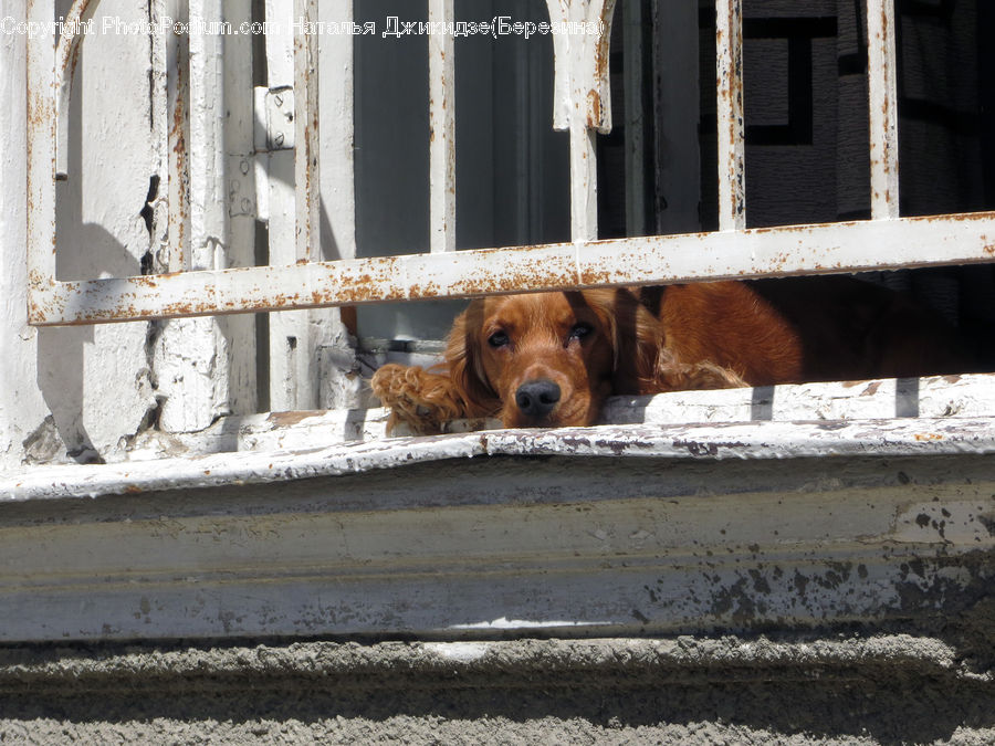 Animal, Bear, Lesser Panda, Mammal, Beagle, Canine, Dog