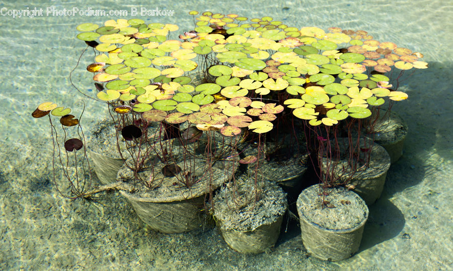 Flower, Lily, Plant, Pond Lily, Floral Design, Flower Arrangement, Flower Bouquet