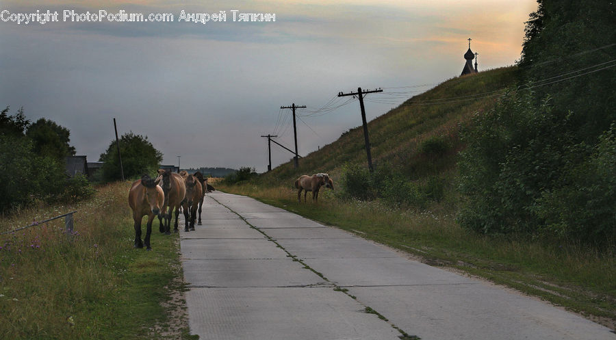 Animal, Horse, Mammal, Dirt Road, Gravel, Road, Exercise