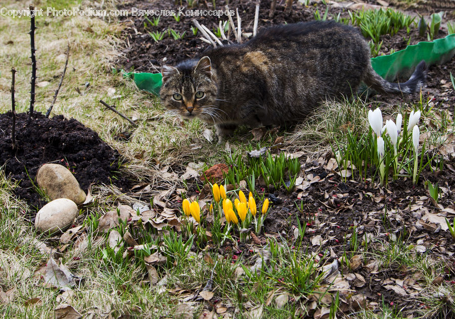 Animal, Cat, Mammal, Pet, Blossom, Crocus, Flora