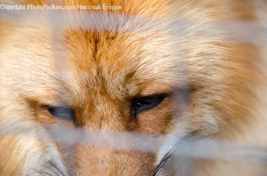 Animal, Canine, Fox, Mammal, Red Fox, Chow, Dog