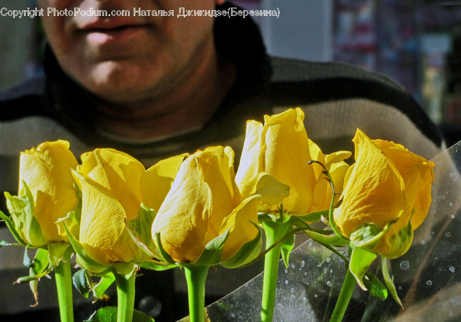 Flower, Flower Arrangement, Flower Bouquet, Blossom, Daffodil, Flora, Plant