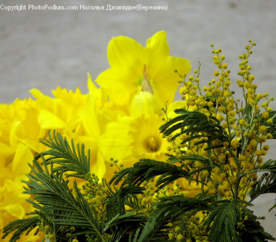 Fern, Plant, Blossom, Flora, Flower, Sunflower, Conifer
