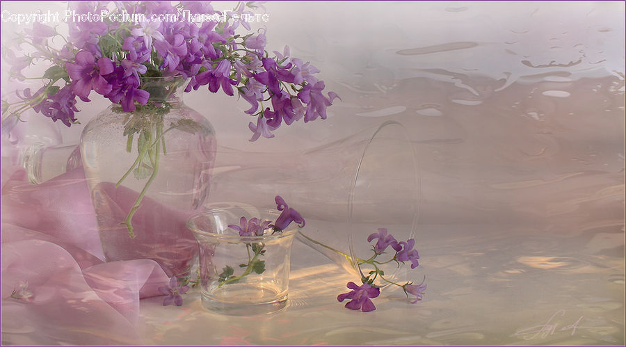 Blossom, Flower, Peony, Plant, Flora, Orchid, Lilac