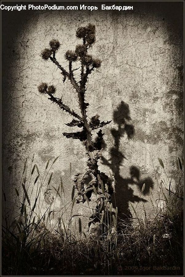 Fence, Wall, Plant, Potted Plant, Silhouette, Blossom, Flora