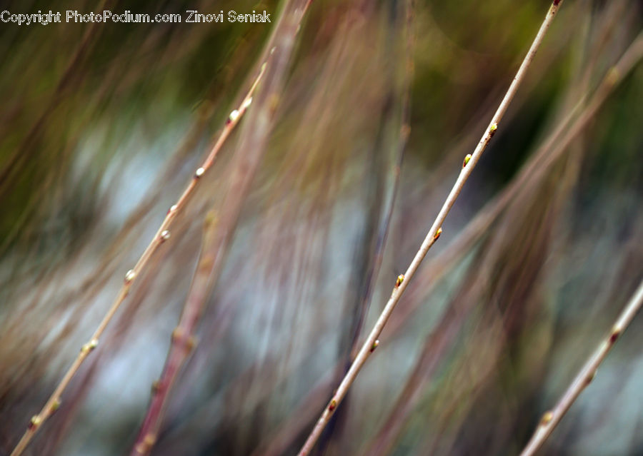 Field, Grass, Grassland, Plant, Birch, Tree, Wood