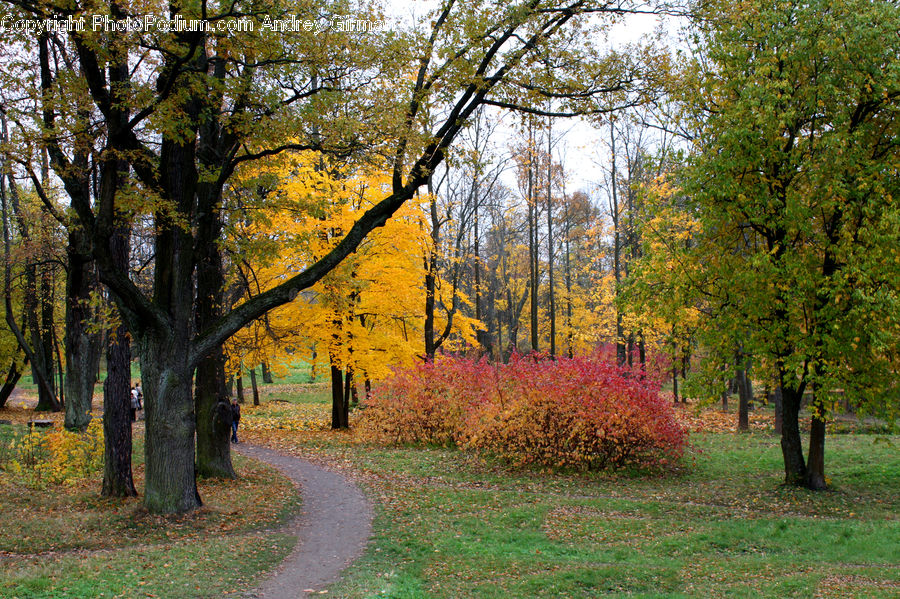 Park, Dirt Road, Gravel, Road, Forest, Vegetation, Path